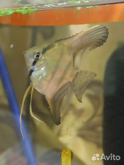 Рыбки скалярии