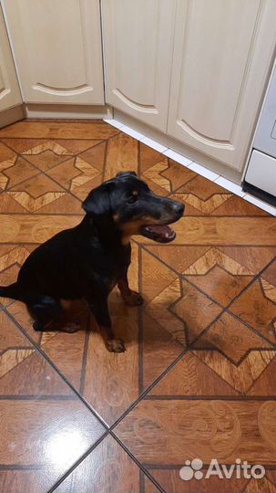 Вязка Ягдтерьер