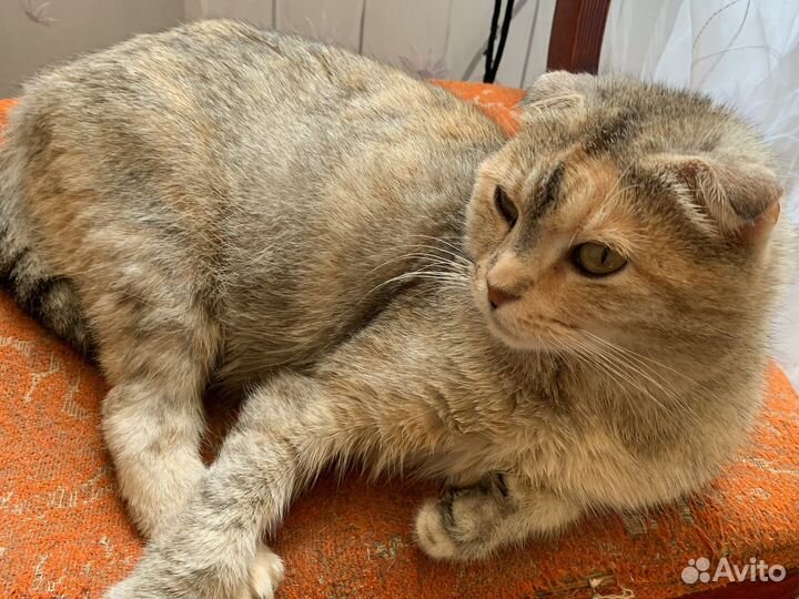 Котята в добрые руки приучены к лотку