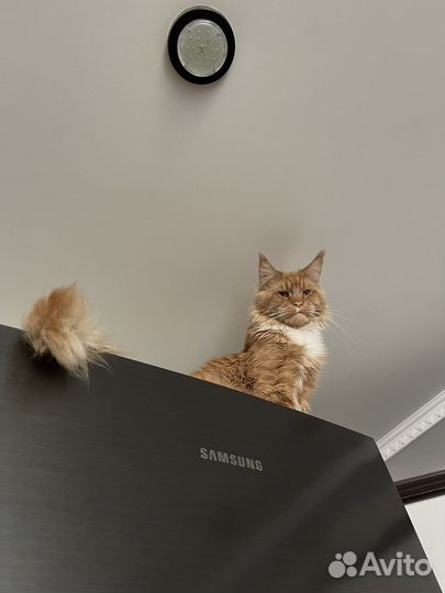 Мейн-кун вязка