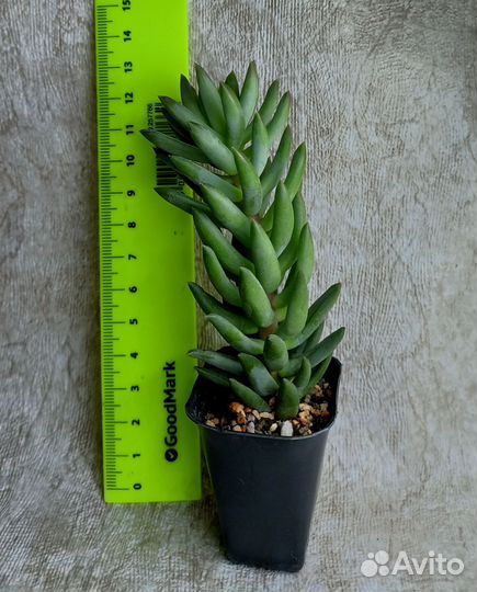 Суккуленты седумы и другие