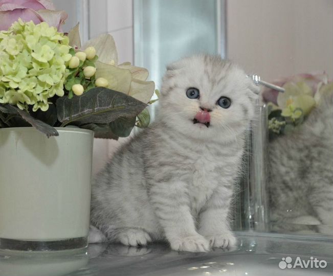Шотландские серебристые котята