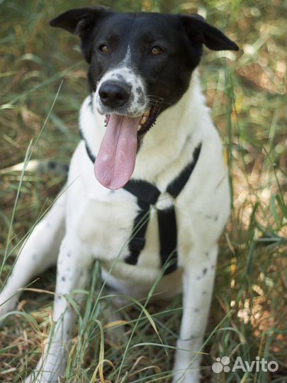 Красавчик Смоки хочет домой из приюта