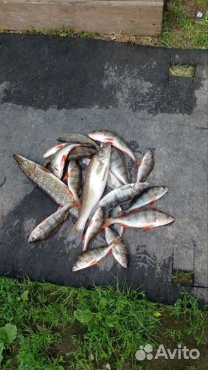 Рыбалка с гидом рыбинское водохранилище