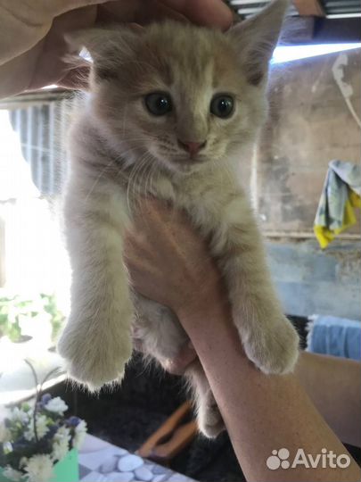 Котята в добрые руки, бесплатно