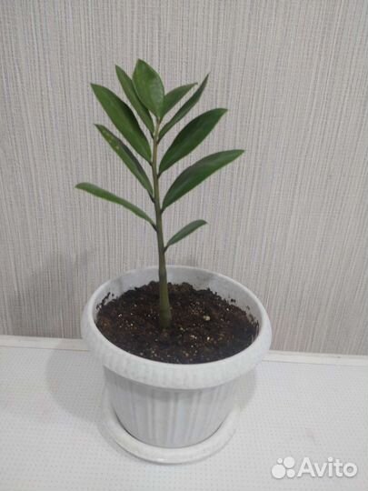 Замиокулькас, большой выбор