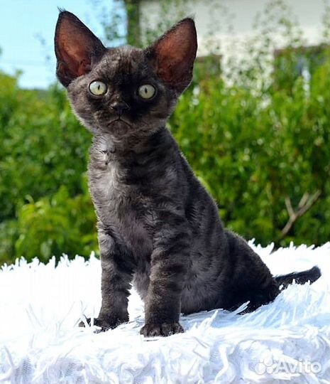Котята девон-рекс