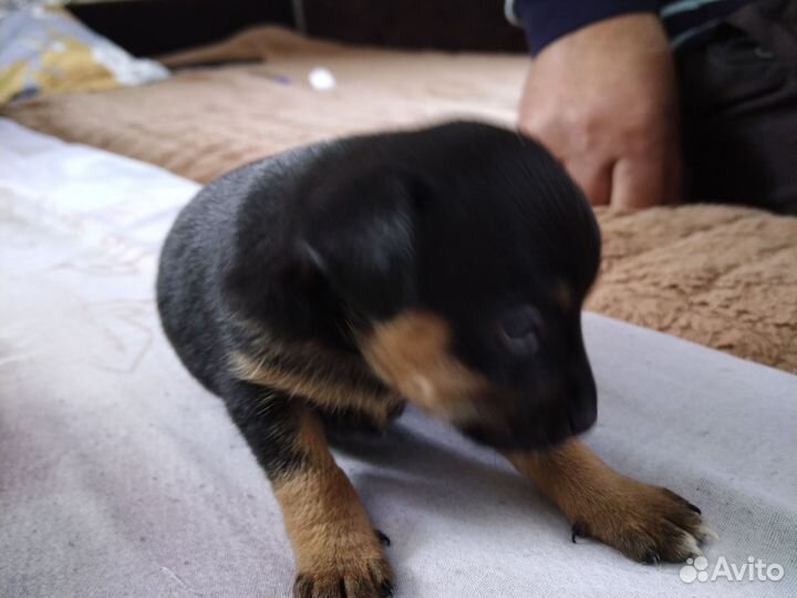 Собаки чихуахуа щенок