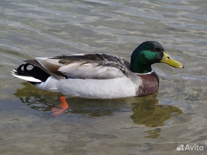 Кряковые утки