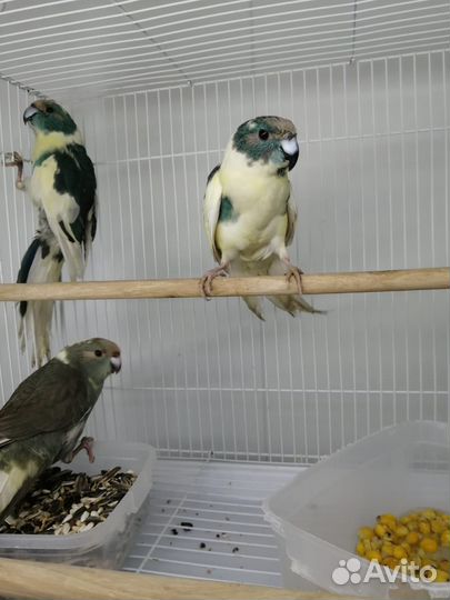 Попугай какарики и кореллы (птенчики)