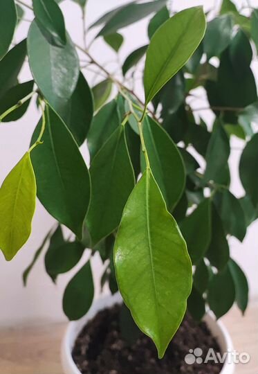 Фикус Ретуза Грин