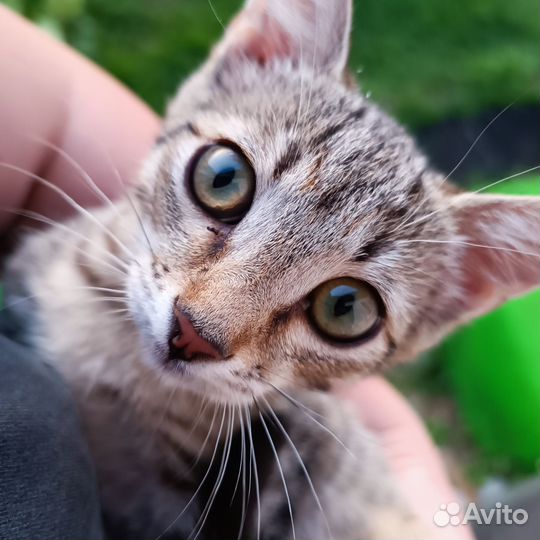 Кошка в дар бесплатно