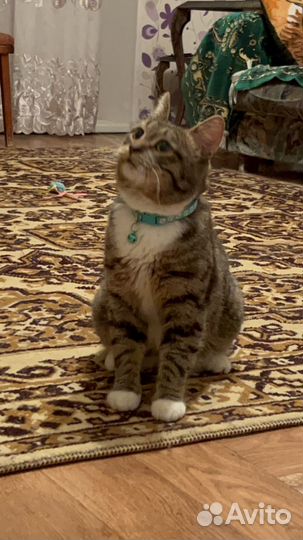 Домашние животные кошки