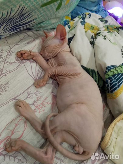 Донской сфинкс котята