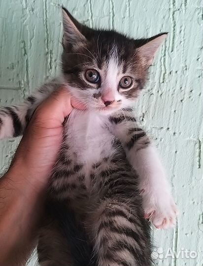 Котята 1.5 месяца