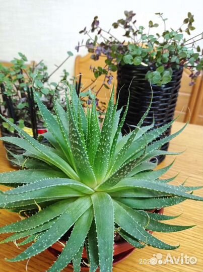 Алоэ остистое будра плющевидная по300р