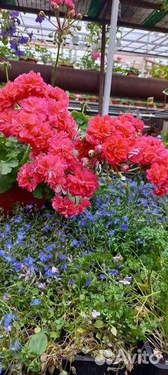 Пеларгония герань