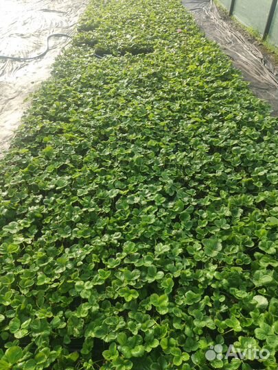 Рассада клубники Азия +,Альба, Мурано-ремонтант