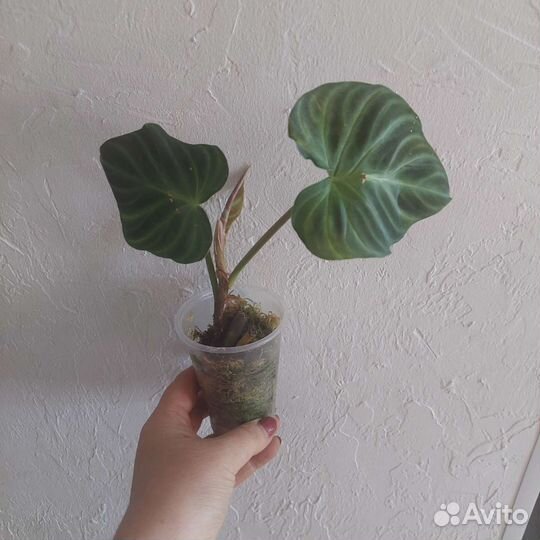 Филодендроны