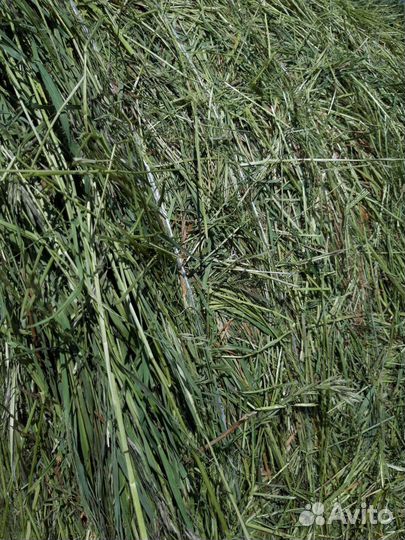 Сено в тюках 400-450кг (нал )(безнал)