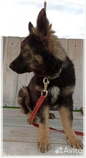 Рекс - красивый воспитанный щенок