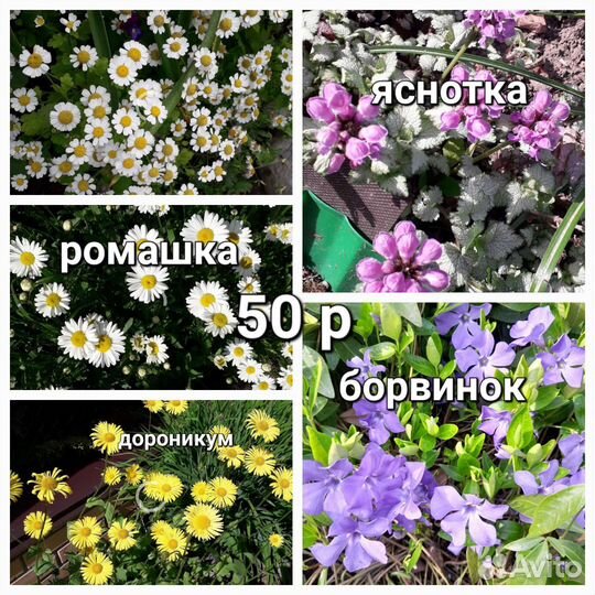 Цветы деленки для осенней посадки