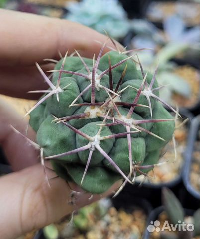 Суккуленты, молодило, эхеверии, гимнокалициумы