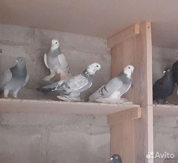 Продаются бойные (моздокские, бакинские ) голуби