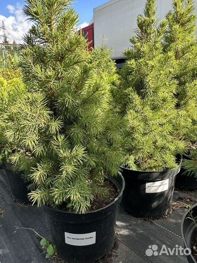 Ель колючая саженцы Глауконика