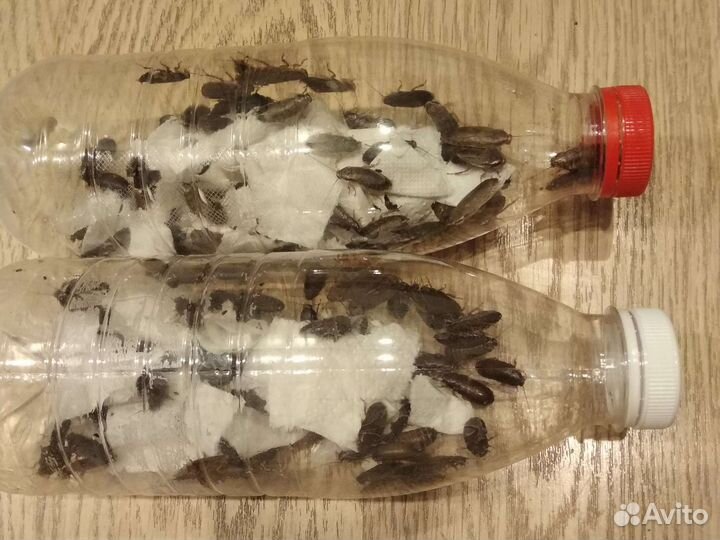 Мраморные тараканы на корм