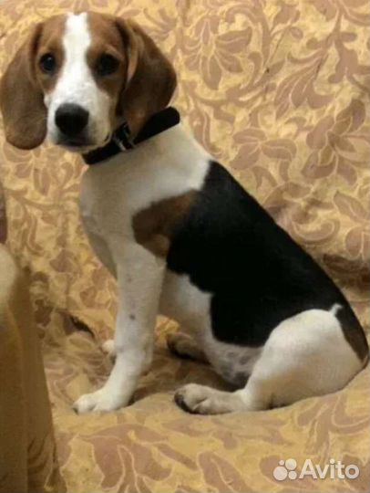 Эстонская гончая