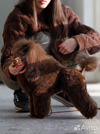 Вязка кобель пудель той