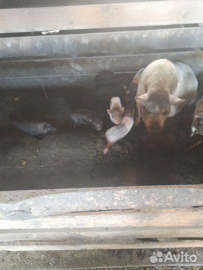 Поросята ветнамские (кармалы)