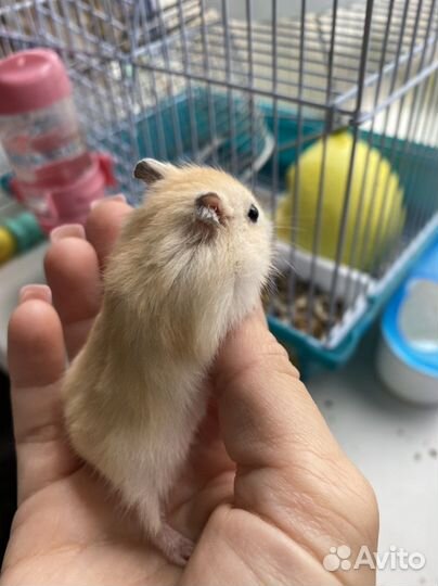 Золотой джунгарик, 3 недельки