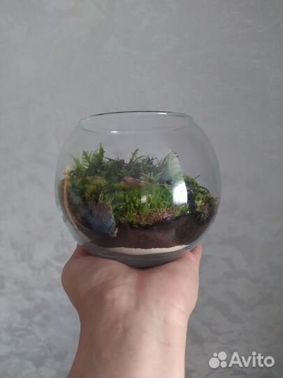 Флорариум/Мохариум живая экосистема