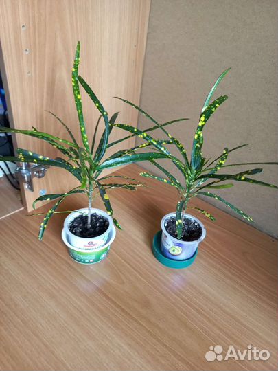 Кодиеум пестролистный