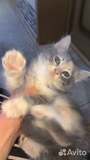 Кошка девочка 3х цветная