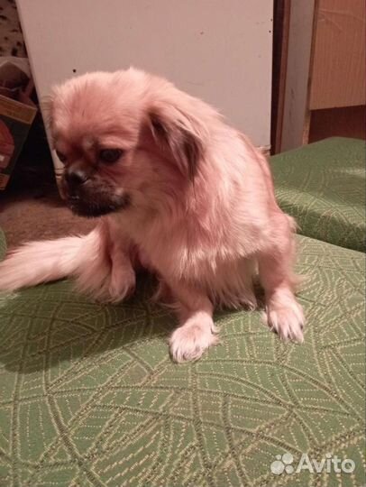 Щенки пекинеса