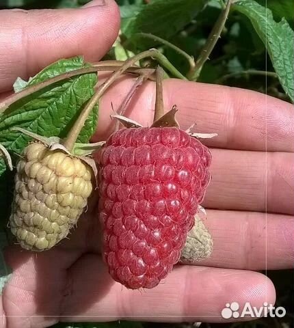 Саженцы ремонтантной малины, сорт Геракл