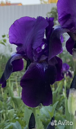 Ирисы