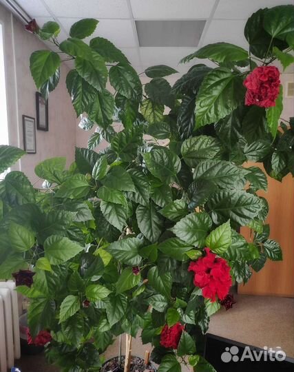 Гибискус китайская роза