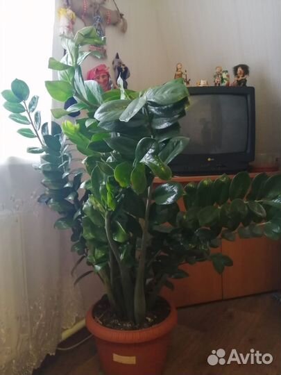 Замиокулькас крупный с горшком