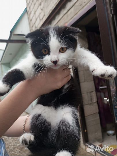 Кошка и котята в добрые руки