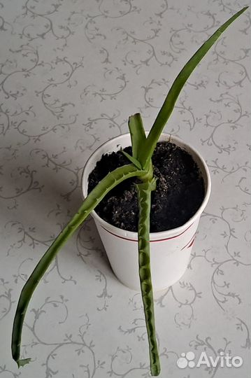 Алоэ столетник