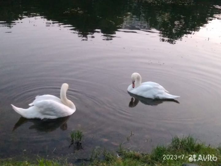 Передержка животных