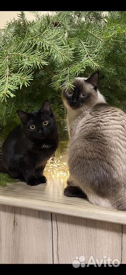 Сиамский кот
