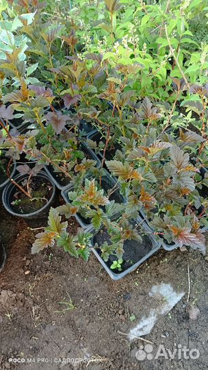 Пузыреплодники разные