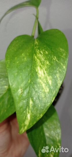 Сциндапсус золотистый в горшке 0.4 л