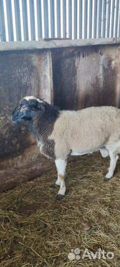 Баран на племя