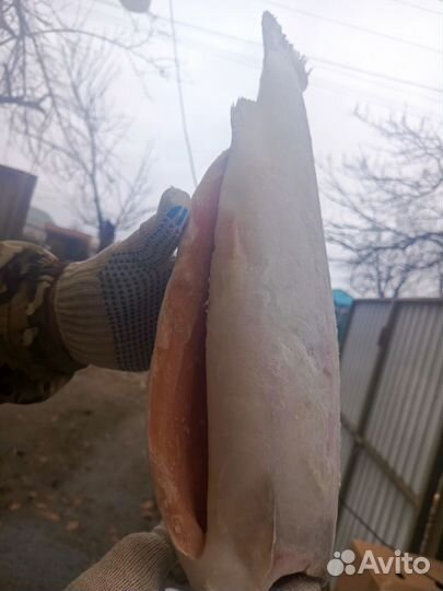 Форель потрошёная без головы